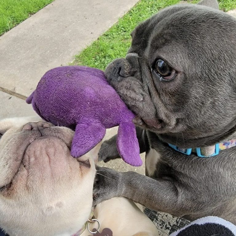 You Can Leave Pet Sitting Services - North Austin, Texas Two dogs play together with a purple toy, one holding it in its mouth.